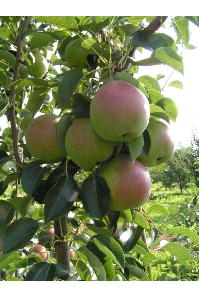 Плоди груші Десертна крупним планом